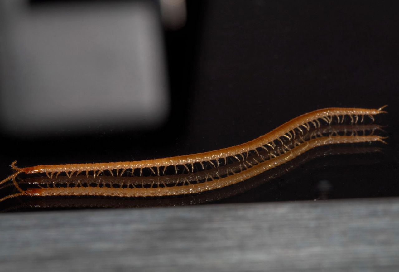 Geophilidae sp.